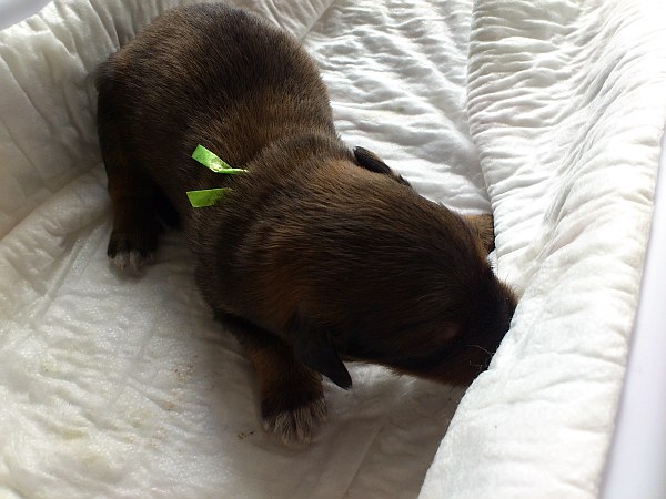 Luna-Welpen-Waeller-von-der-Straubenhalde