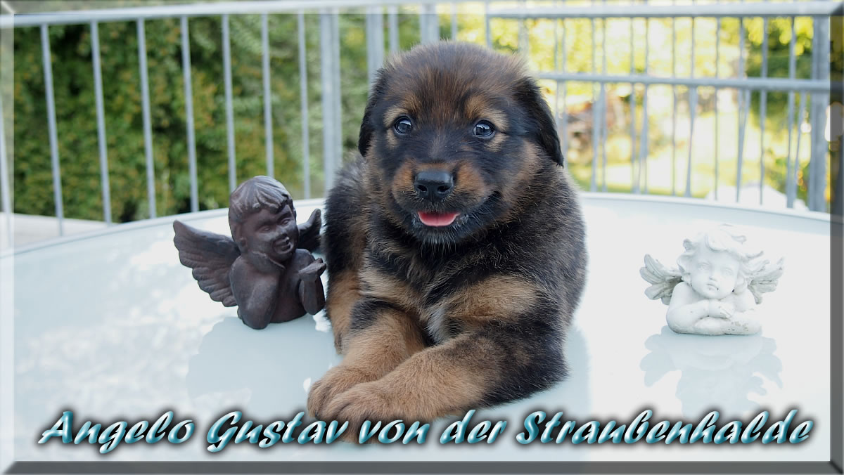 Angelo-Gustav-von-der-Straubenhalde