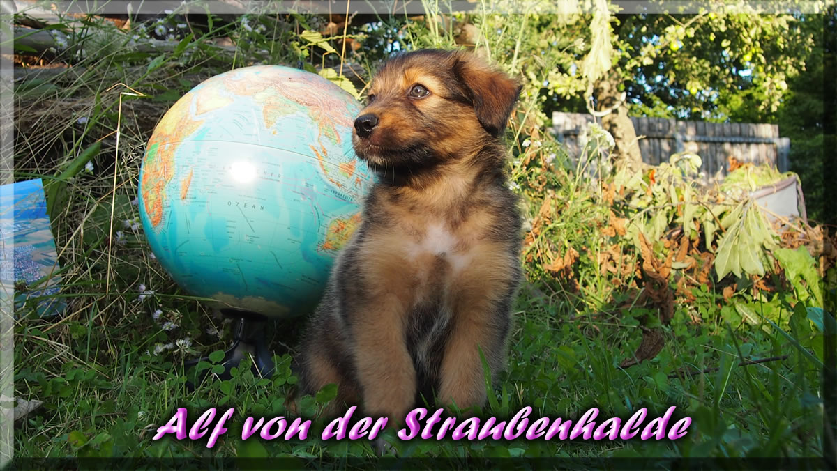 Alf-von-der-Straubenhalde