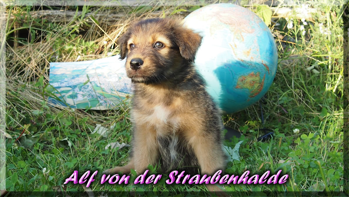 Alf-von-der-Straubenhalde