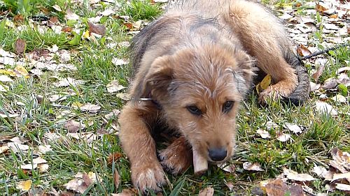 Alf-von-der-Straubenhalde