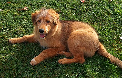 Attila-von-der-Straubenhalde