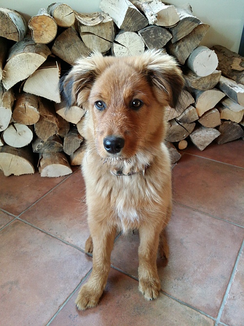 Emma-von-der-Straubenhalde