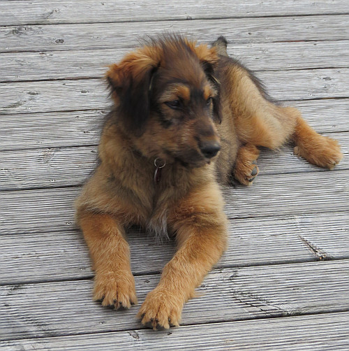 Julie-von-der-Straubenhalde