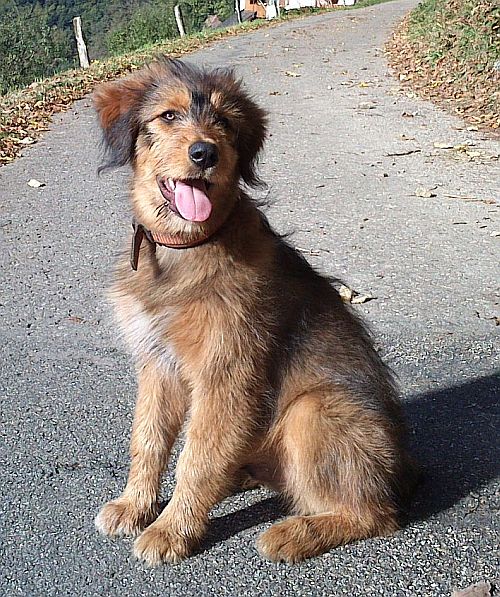 Murphy-von-der-Straubenhalde