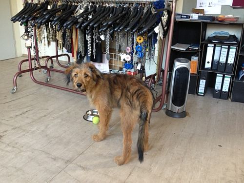 Yolo-von-der-Straubenhalde