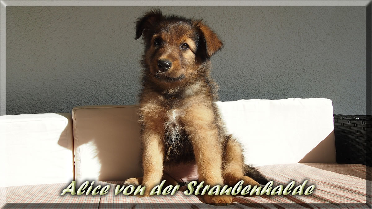 Alice-von-der-Straubenhalde