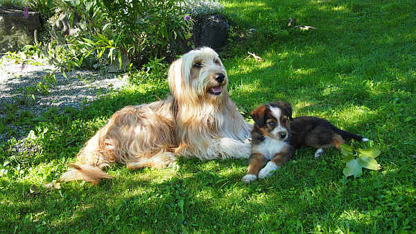 A-Luna_und_Abby-Minou