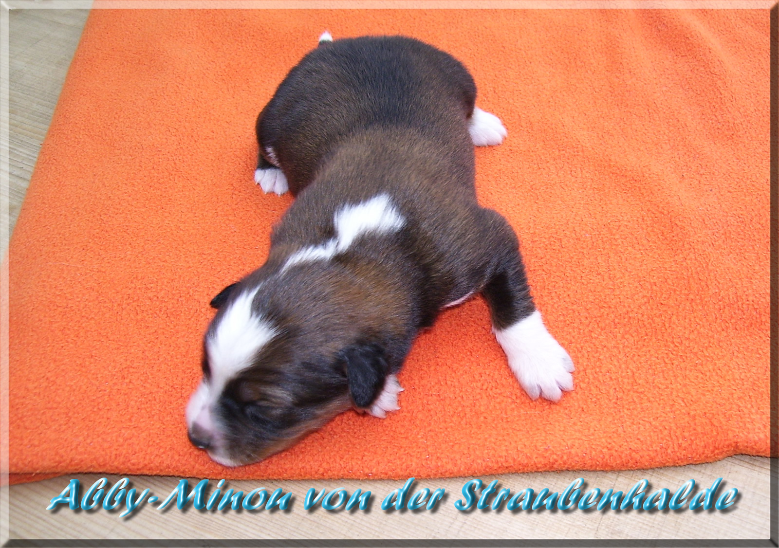 Abby-Minou von der Straubenhalde