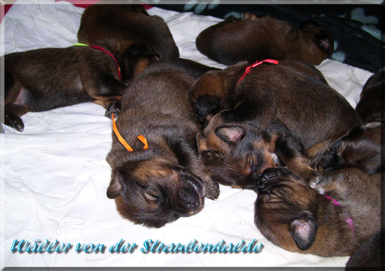 Welpen-Waeller-von-der-Straubenhalde