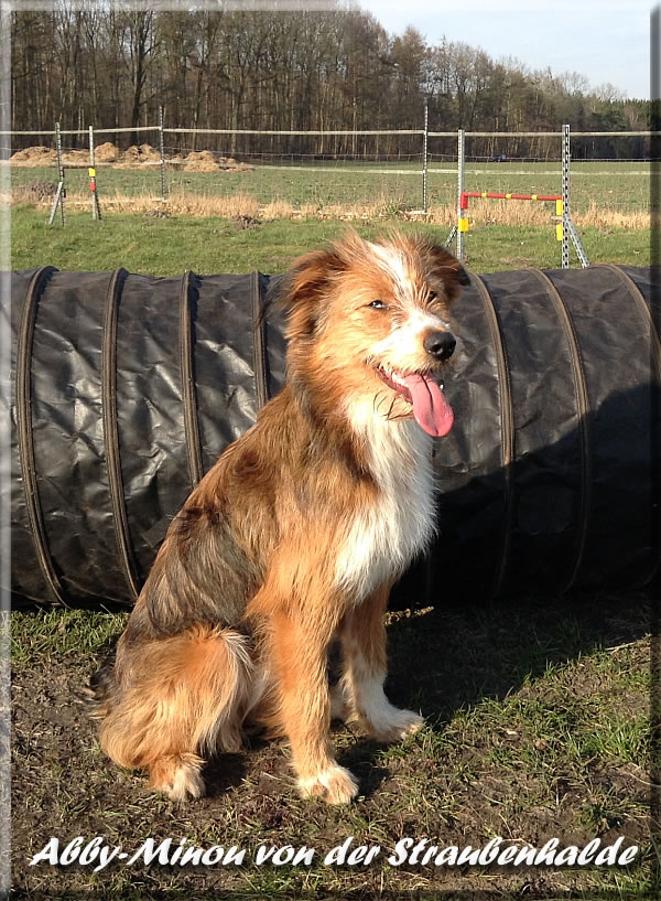 Abby-Minou von der Straubenhalde