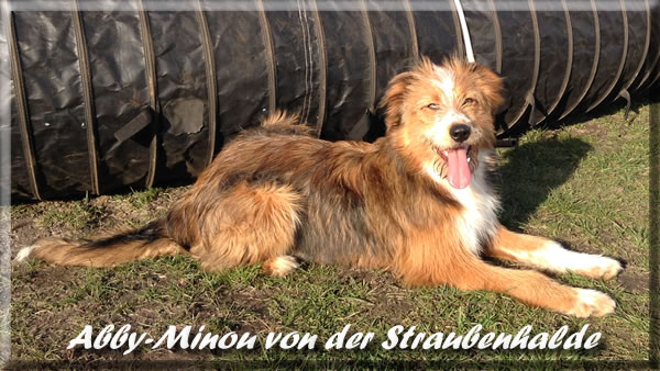 Abby-Minou von der Straubenhalde