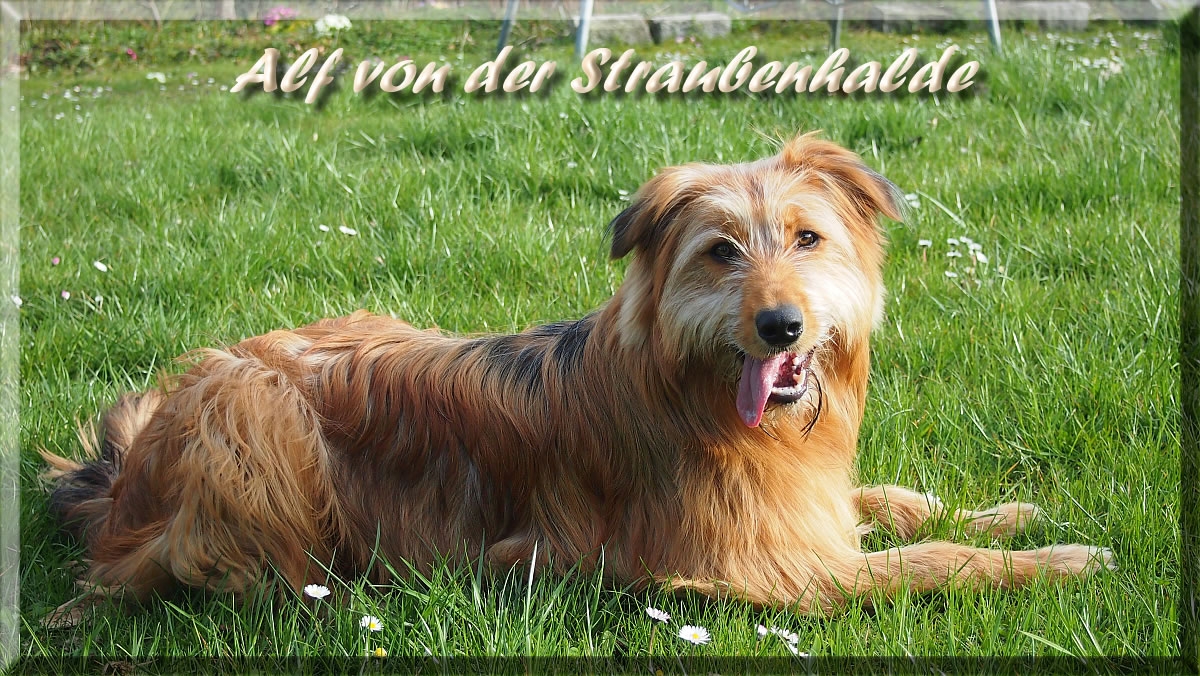 Alf-Waeller-von-der-Straubenhalde-2014