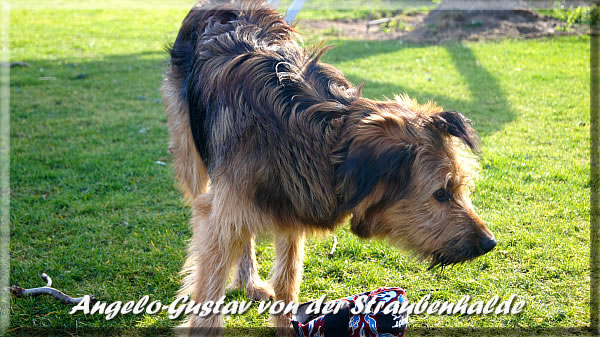 Angelo-Gustav-von-der-Straubenhalde