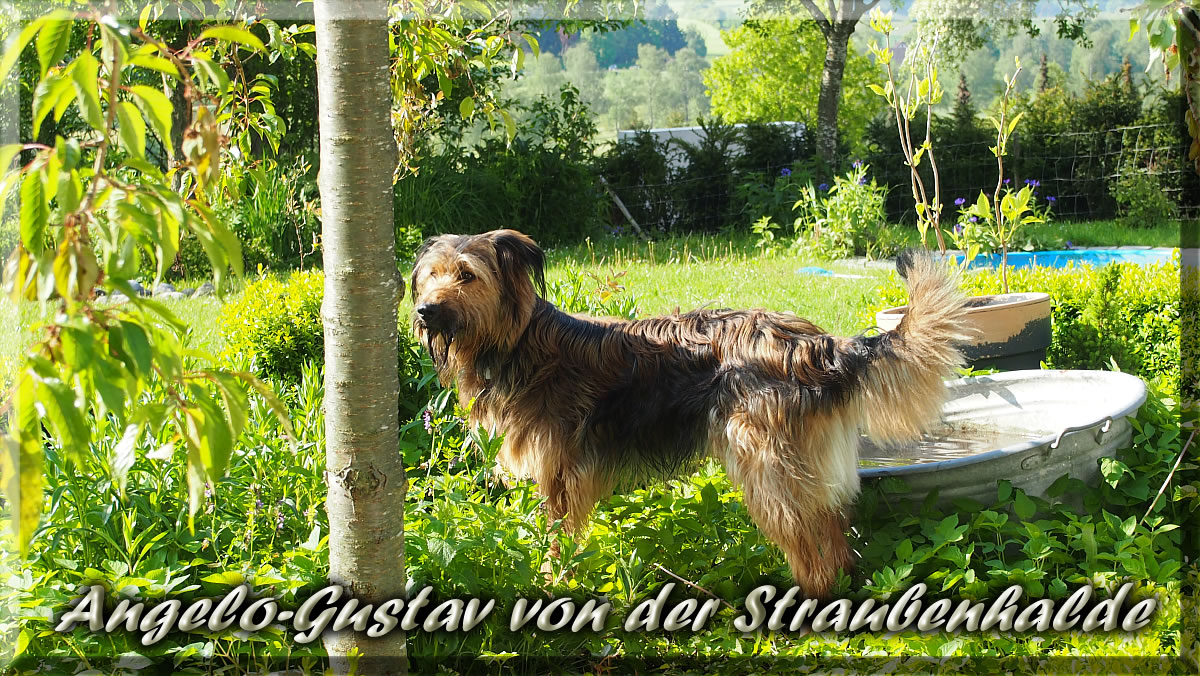 Angelo-Gustav-von-der-Straubenhalde