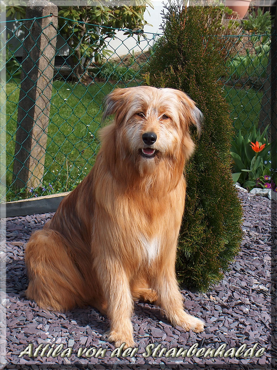 Attila-von-der-Straubenhalde