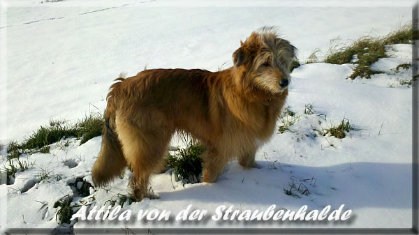 Attila-von-der-Straubenhalde