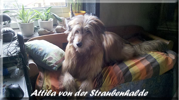 Attila-von-der-Straubenhalde-2014-02