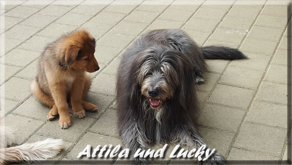 Attila und Lucky