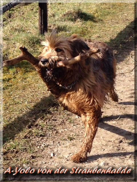 A-Yolo von der Straubenhalde