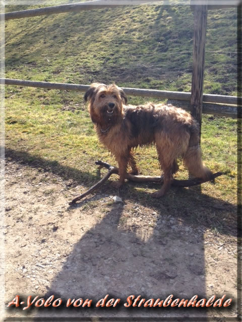 A-Yolo von der Straubenhalde