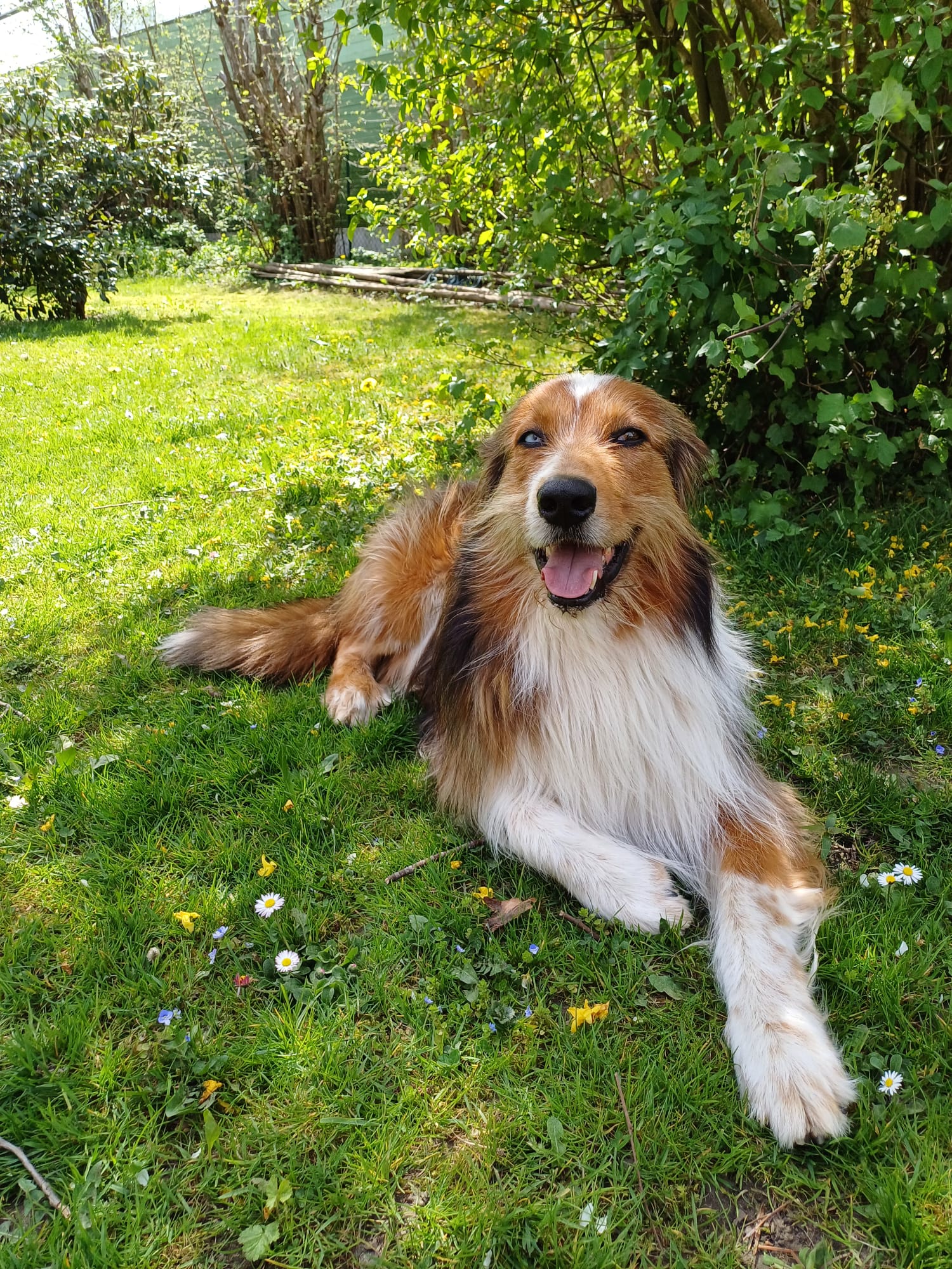 Balin Chewy von der Straubenhalde