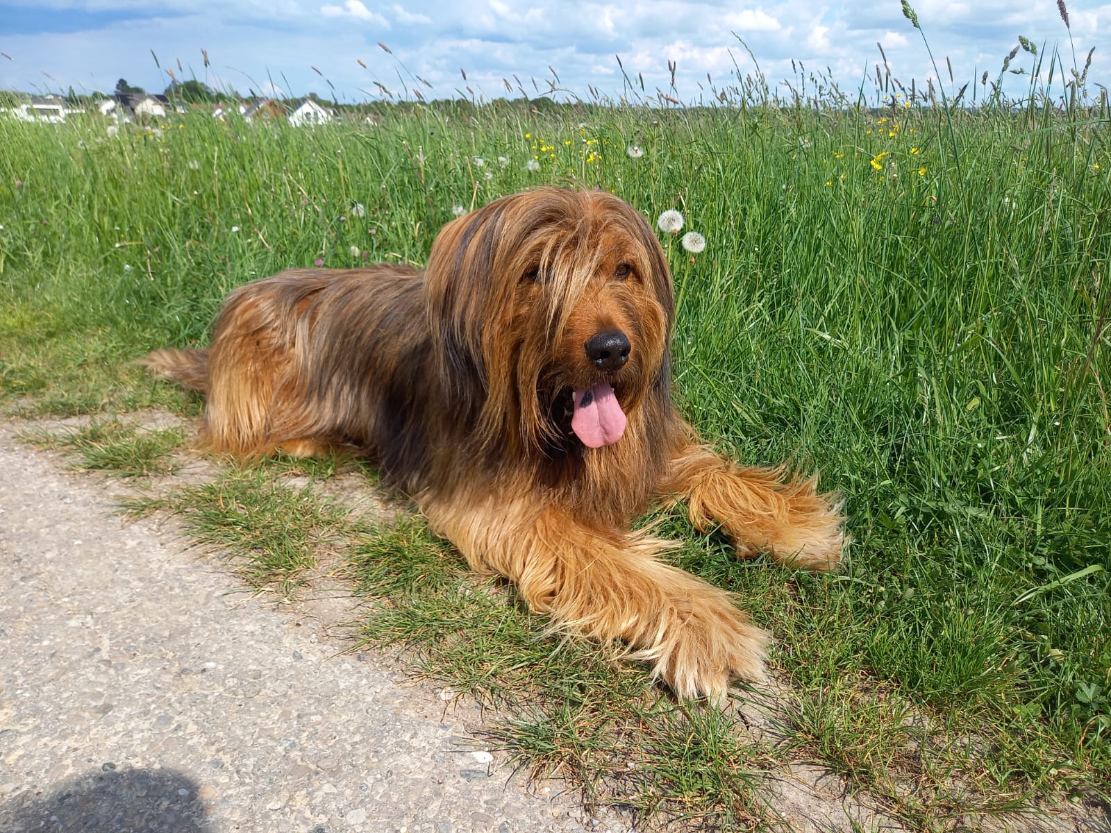 Wäller von der Straubenhalde