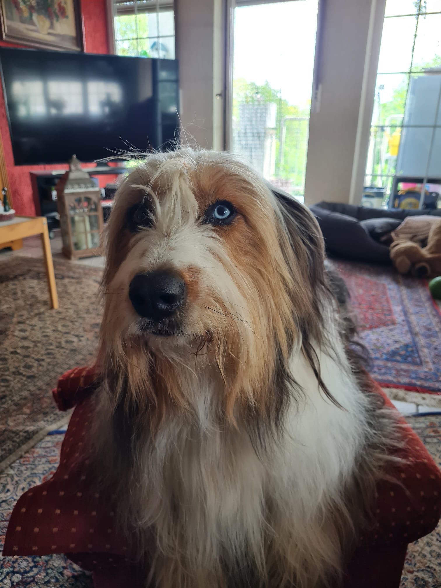 Wäller von der Straubenhalde