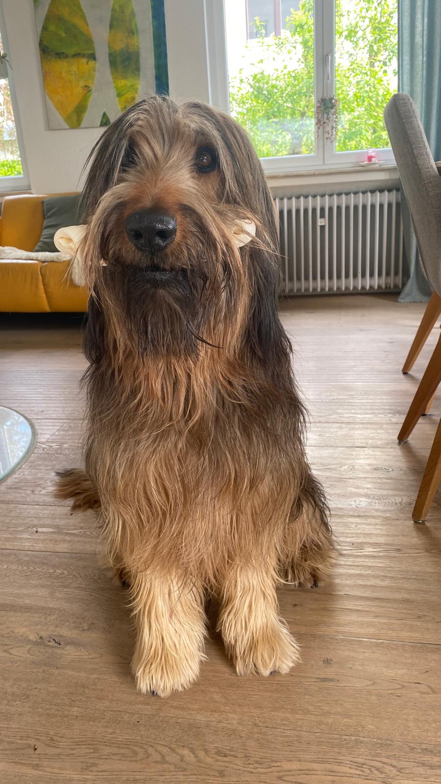 Wäller von der Straubenhalde