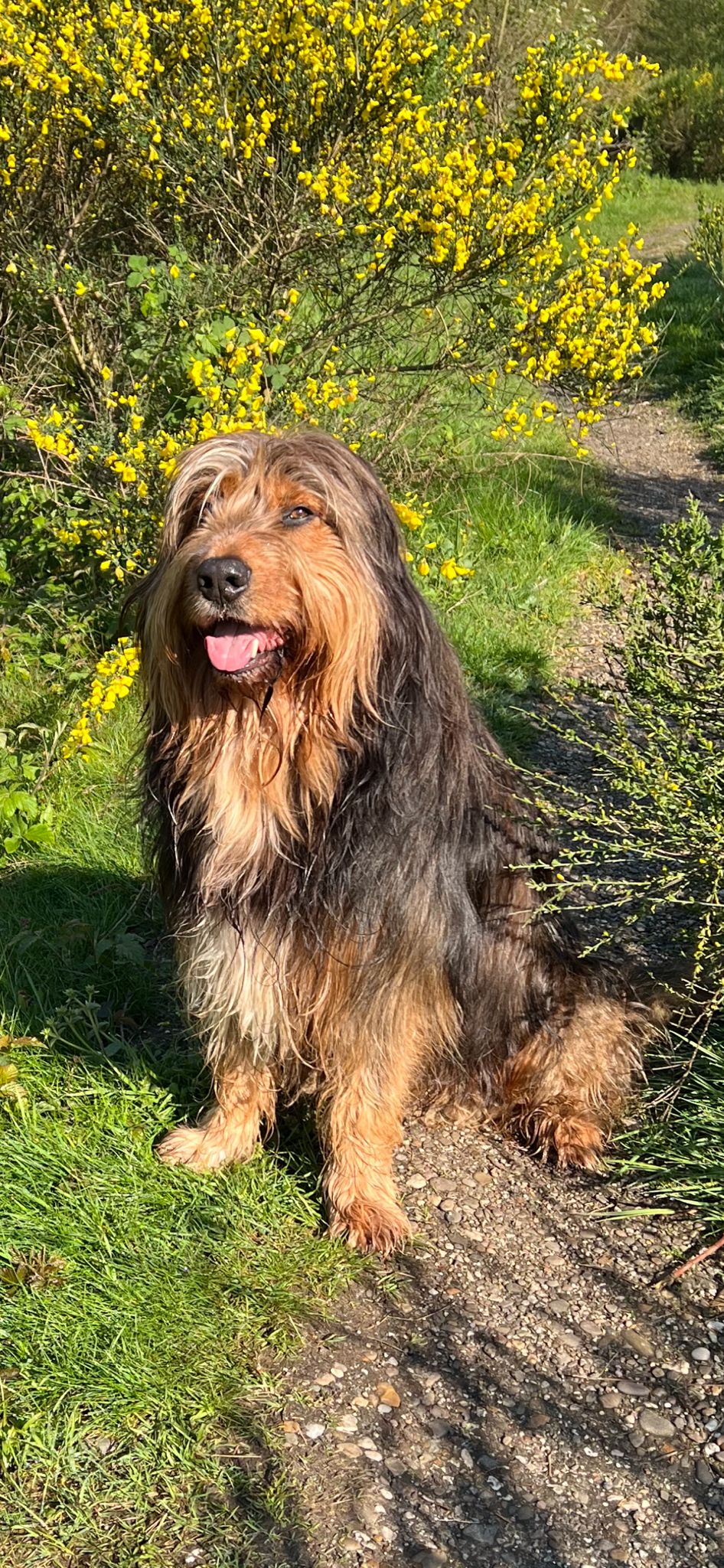 Wäller von der Straubenhalde