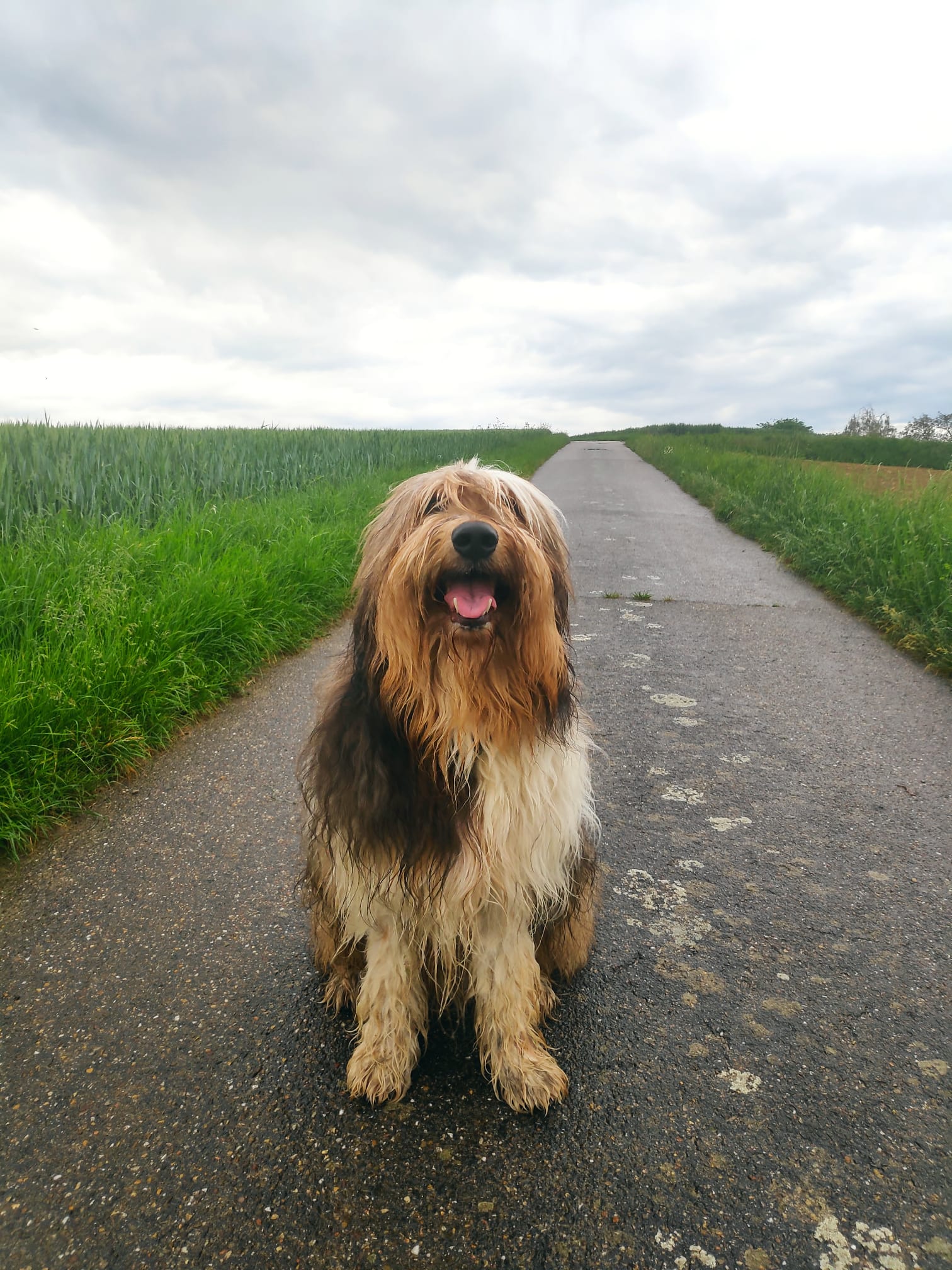 Wäller von der Straubenhalde