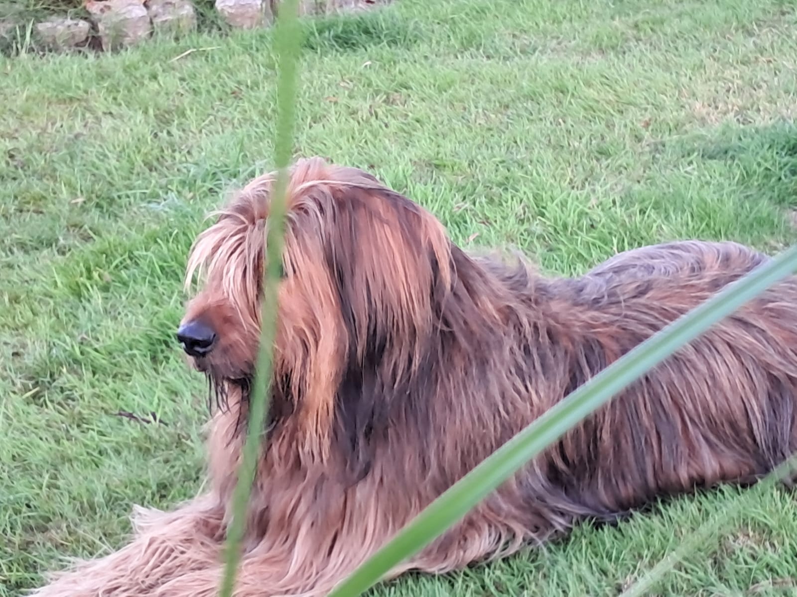 Wäller von der Straubenhalde