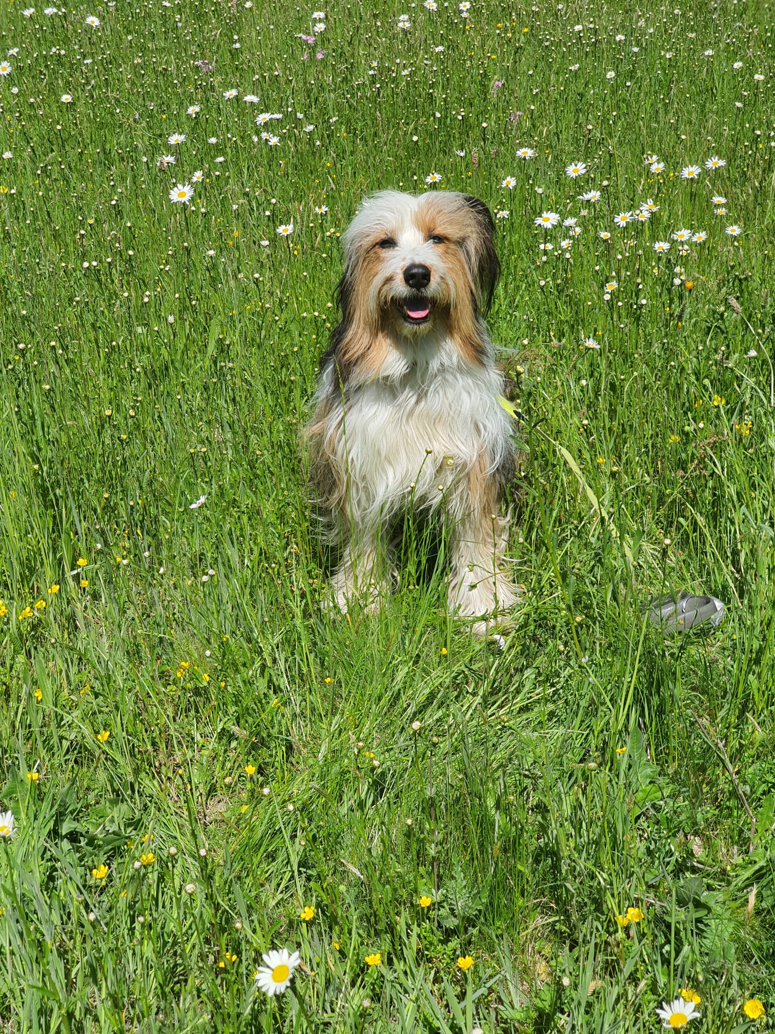 Wäller von der Straubenhalde