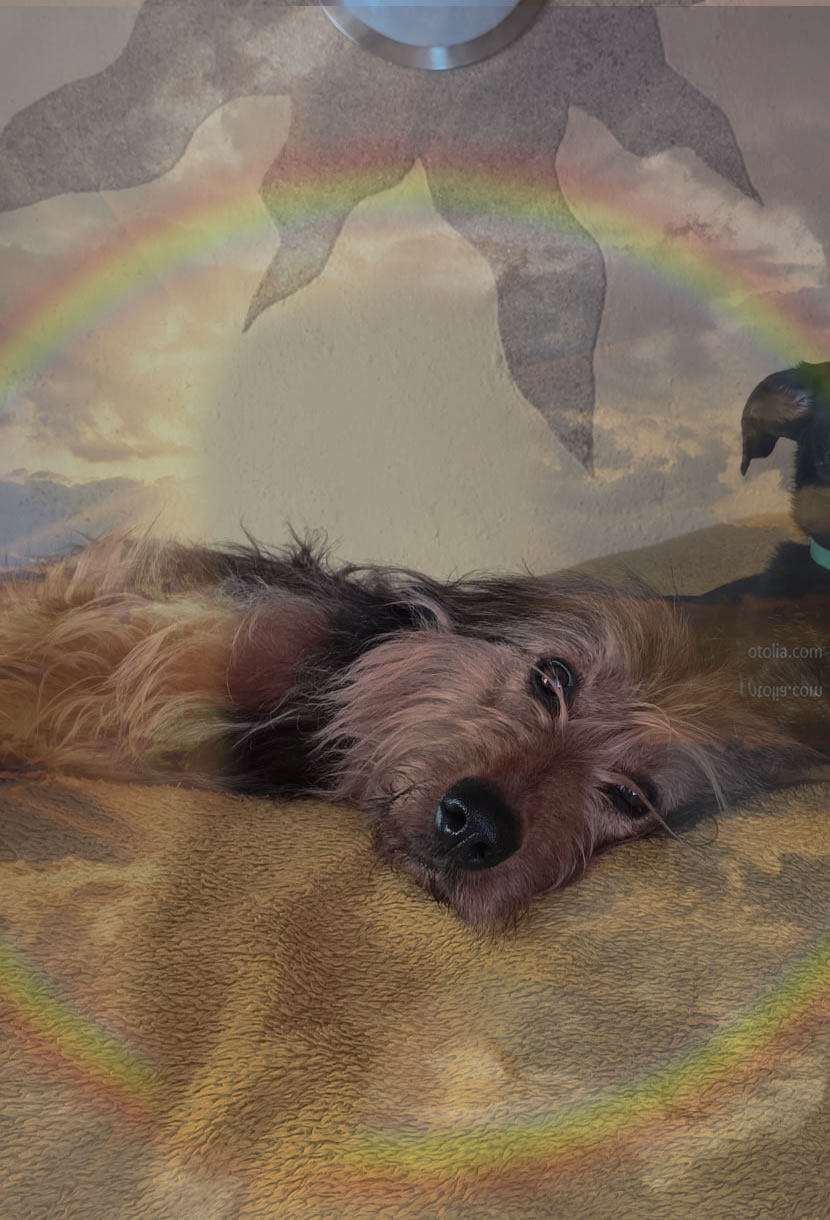 Wäller von der Straubenhalde