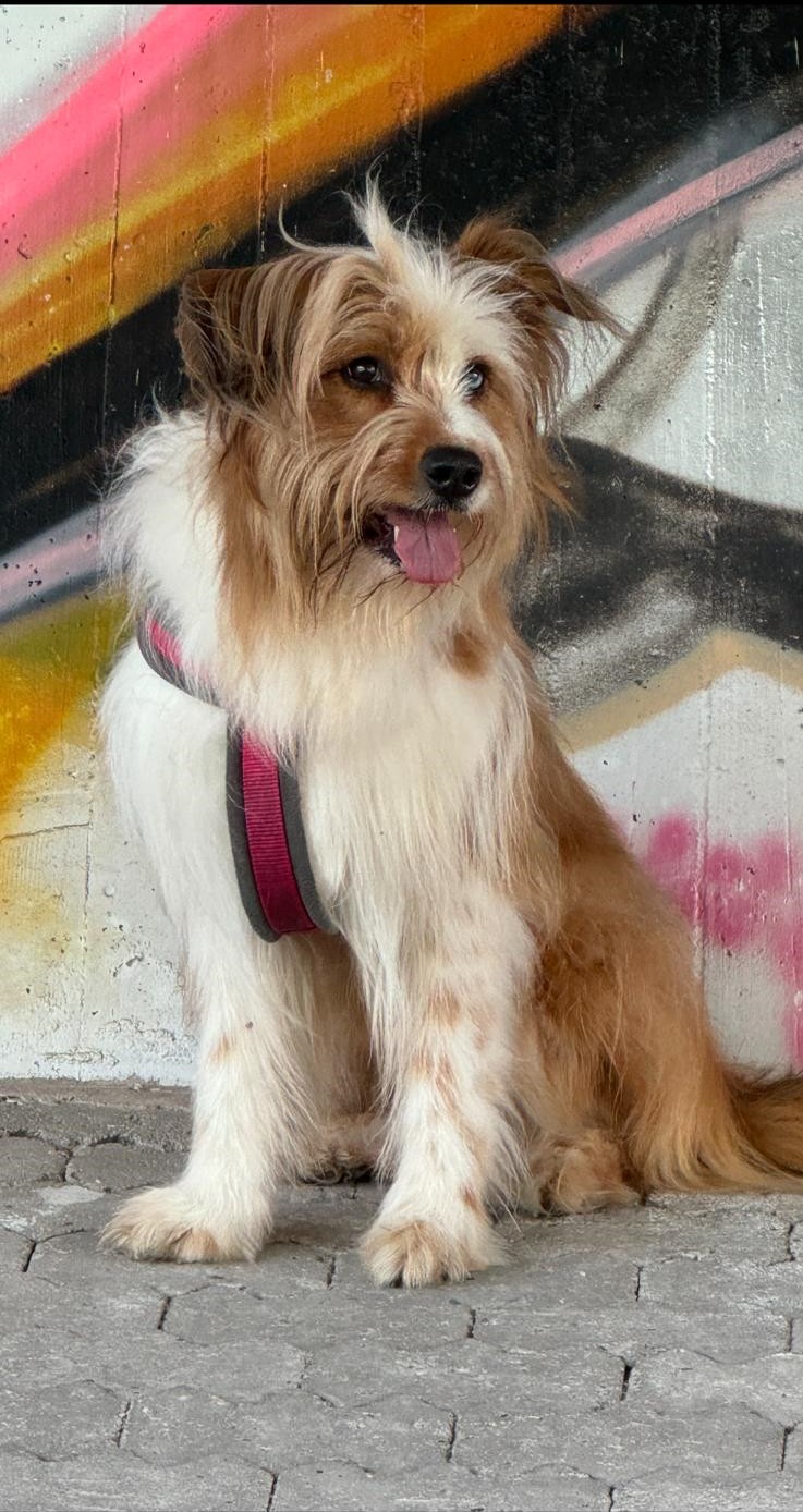 Wäller von der Straubenhalde