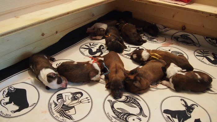 Wäller von der Straubenhalde