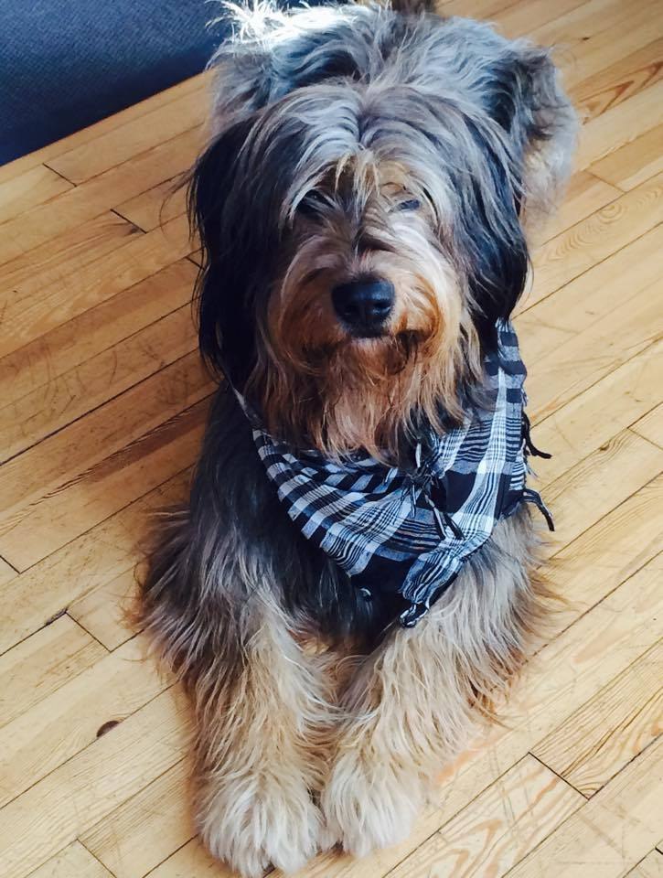 Aladin vom Fellnasencamp - Wäller von der Straubenhalde