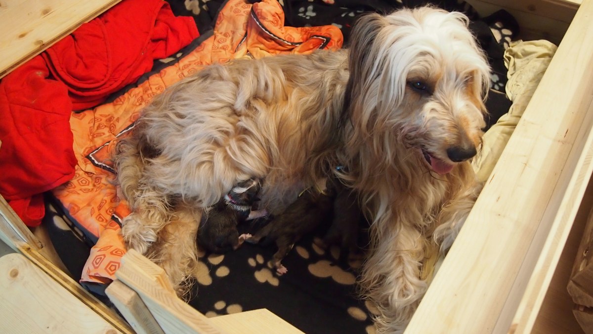 Wäller von der Straubenhalde