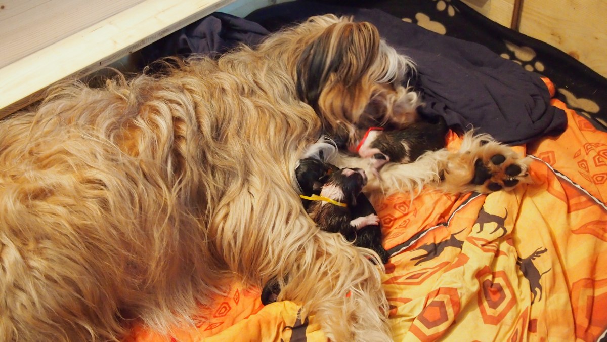 Wäller von der Straubenhalde