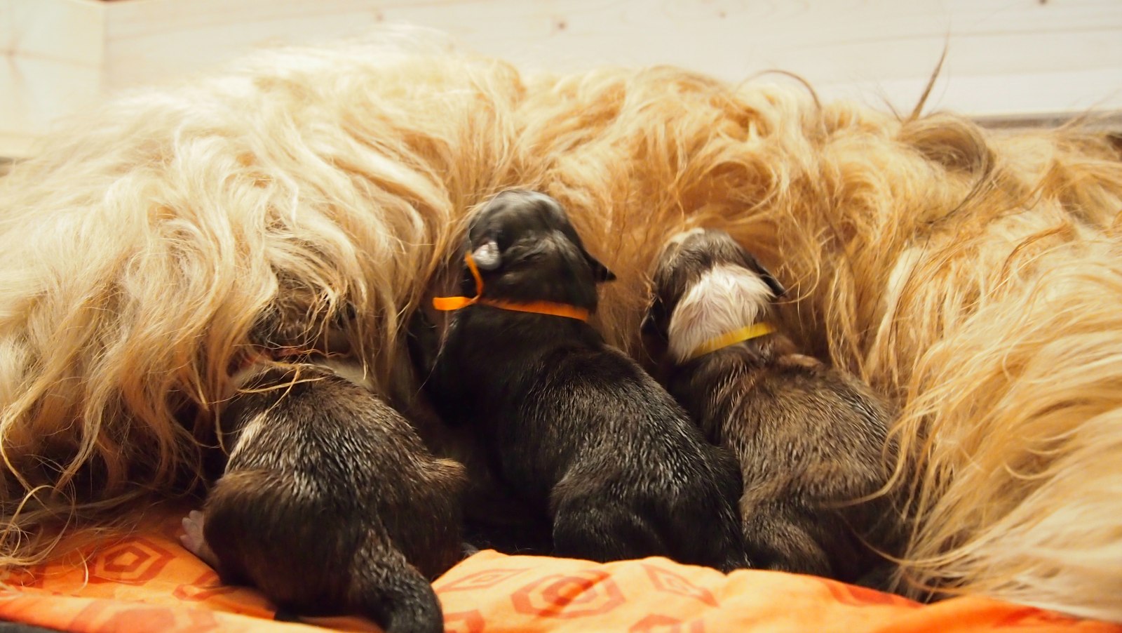 Wäller von der Straubenhalde