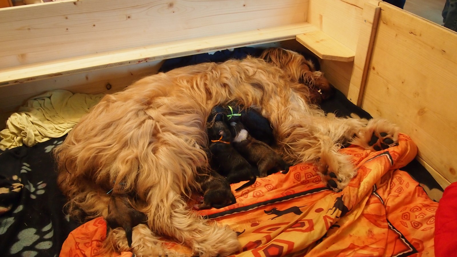 Wäller von der Straubenhalde