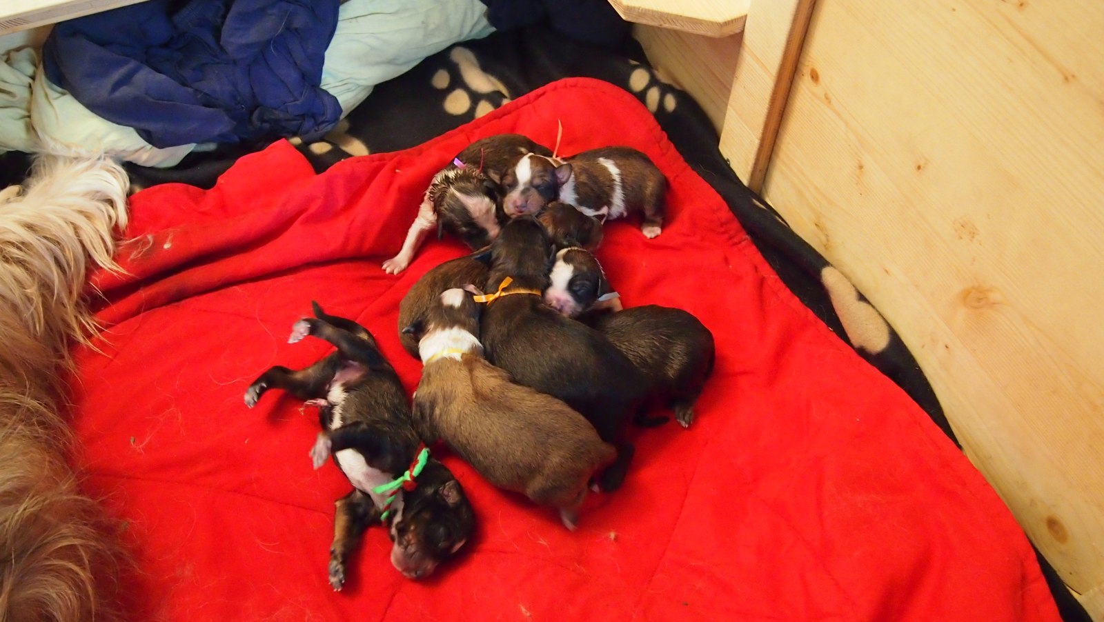 Wäller von der Straubenhalde