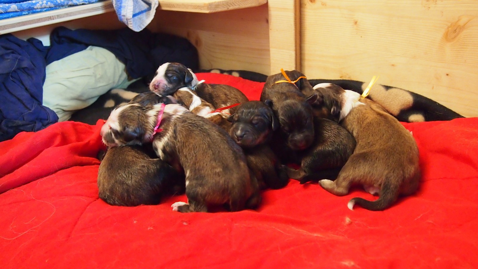 Wäller von der Straubenhalde