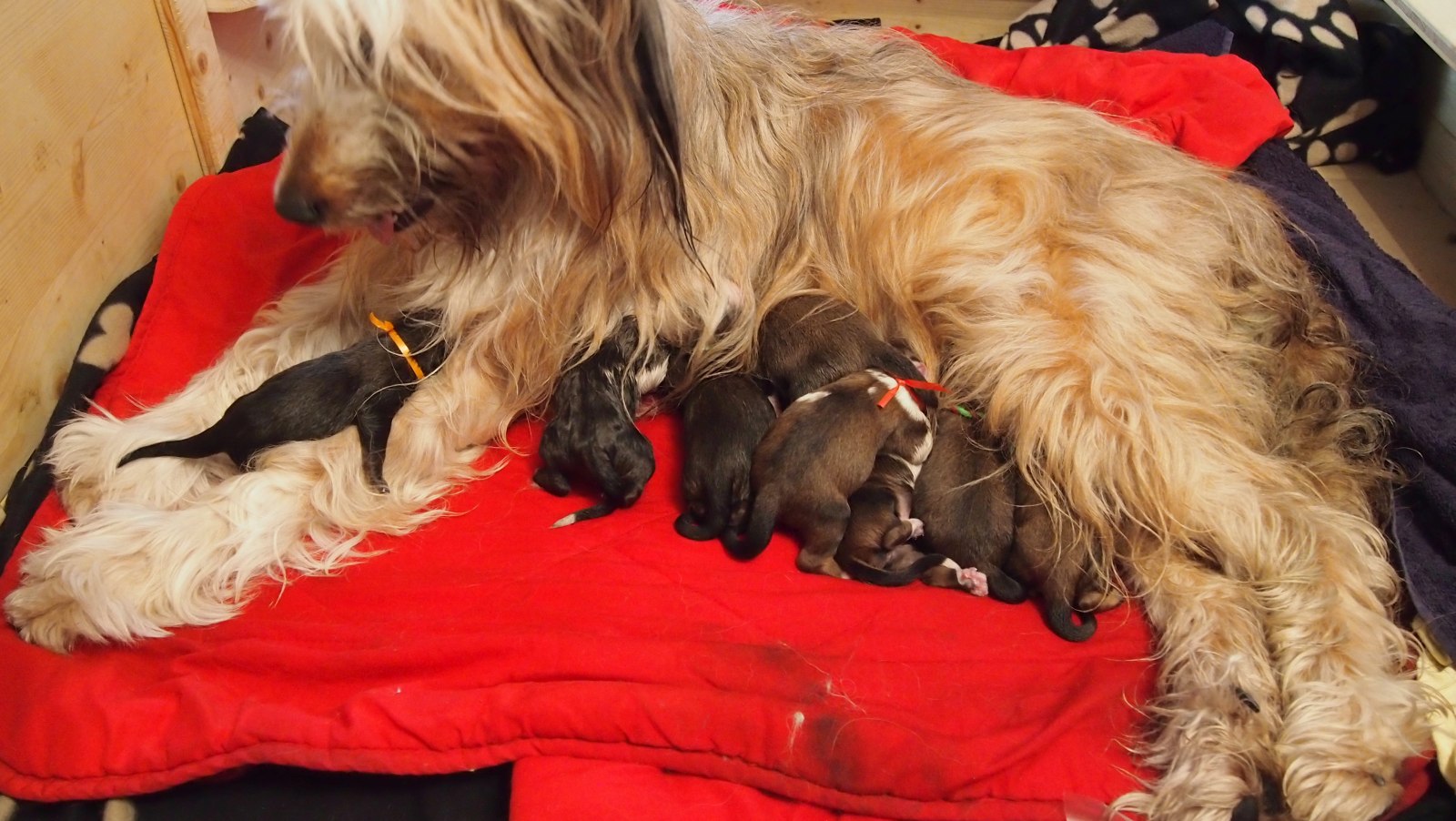 Wäller von der Straubenhalde