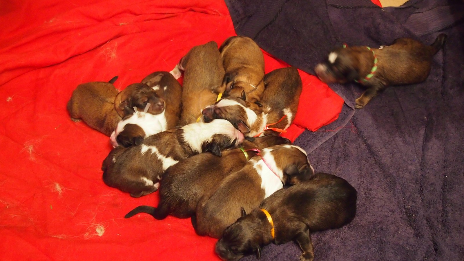 Wäller von der Straubenhalde