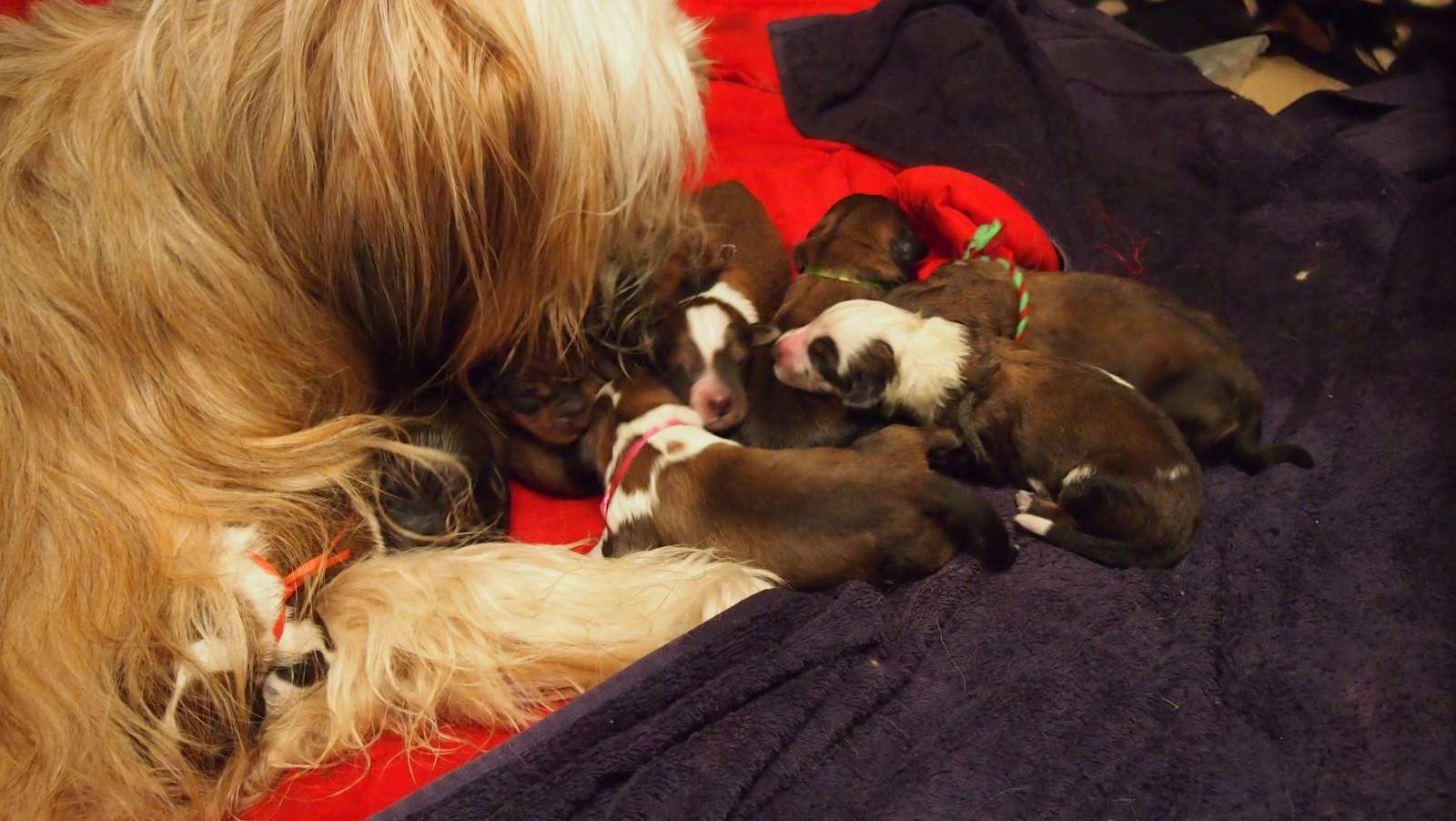 Wäller von der Straubenhalde