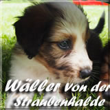 Wäller von der Straubenhalde