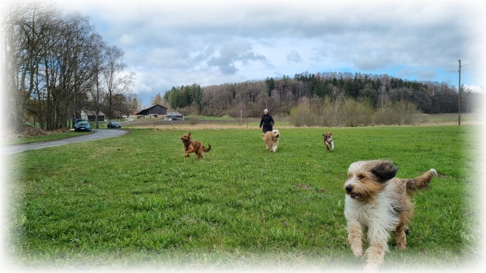 C-Wurf-von-der-Straubenhalde