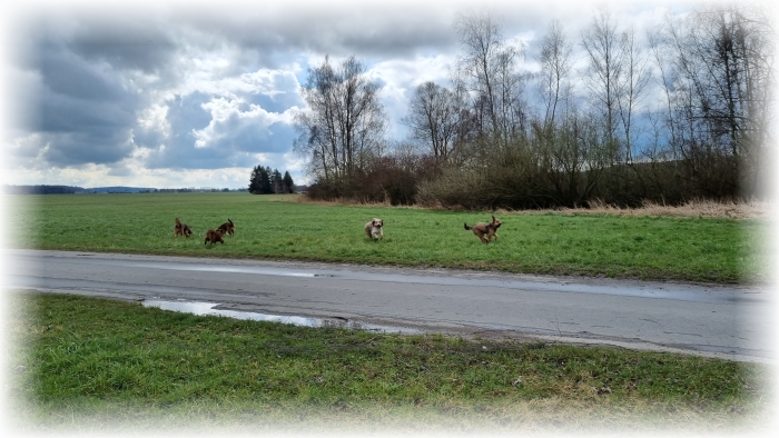 C-Wurf-von-der-Straubenhalde