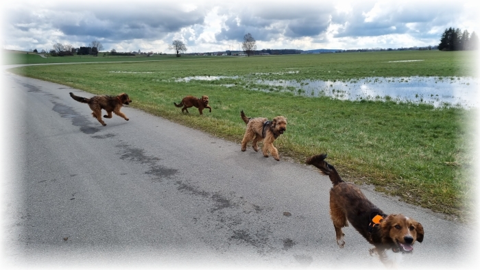 C-Wurf-von-der-Straubenhalde